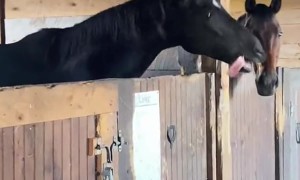 Loki Loves To Show Off His Tongue