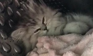 Kitten Finds a Cooler Place to Sleep