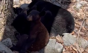 A Pile Of Bears