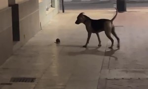 Master Splinter Has Met His Match