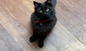 Kitty Patiently Waits For Her Chance To Strike