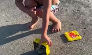 We Rescued a Few Baby Turtles From Birds