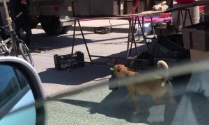 This Dog is 100% Cooler Than You