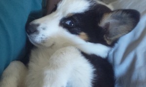 Senor Rodolfo Gobert Steals The Snuggle Spot