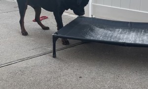 Cute Rottie Loves To Pounce On Egg
