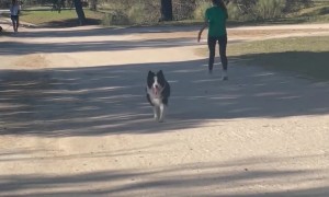 Happy Doggie Follows The Wrong Owner