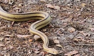 Slithering Snake Is Challenged By Squirrel