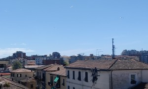 Seagull is Territorial Towards Worker