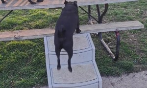 All The Pugs Line Up For Kisses