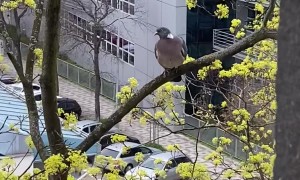 Mama Pigeon Caring For Her Chicks