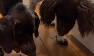 Calibre Has Strong Feelings About Cockroaches