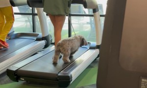 Puppy Is The Best Gym Buddy