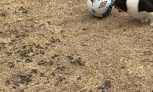 Ain't No Match For Mighty Cheddar Mae!