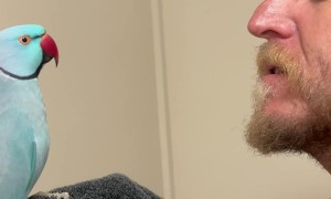 Blue Bird Loves Kisses