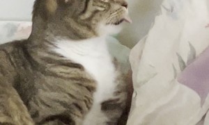 Cat Needs A Factory Reset