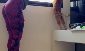 Teaching My Blind Cat to Look Out the Window