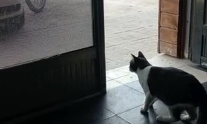 Fearless Feline Shows Dog Who's Boss