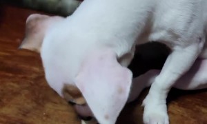 Pickpocketing Pooch's Sneaky Cash Grab