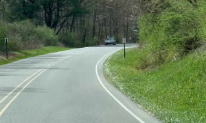 Mama Bear Crosses Road With Tiny Cubs