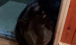 Bear Would Rather Take a Nap Than Close Door