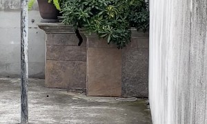 Cat's Meal Interrupted by a Feisty Feathered Foe