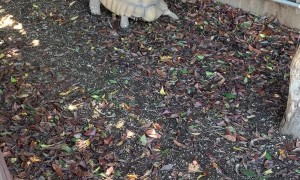 Tortoise Chases Corgi Around Yard