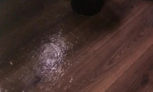 Historic Flooding in Florida Forces Family to Leave Home