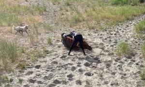 Sydney's Sand Shenanigans Unseats Rider