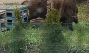 Wild Pigs Make Themselves at Home