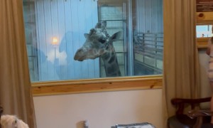 Waking Up and Feeding Puzzles the Giraffe