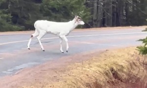 White Deer Spotted on Roadway