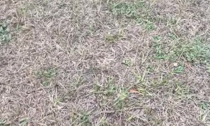 Man Treats Furry Friends to a Cookie Feast