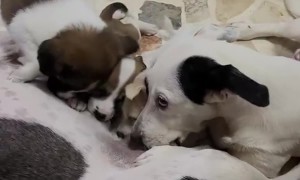 Dog Gets Excited Sucking on Another Dog