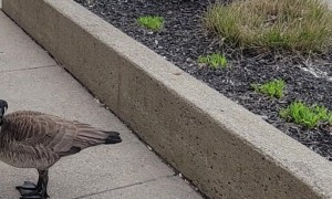 Feathered Finance Guardian: Goose Chases Man Seeking Tax Help