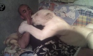 This Lion is Really a Cub at Heart