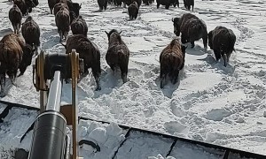 A Bunch Of Bison Block The Way