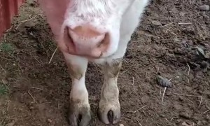 When Your Cows Won't Let You Clean the Barn