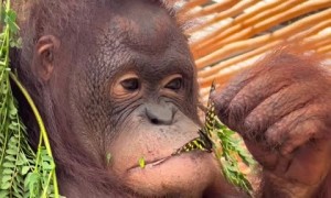 Monkey shares quality time with a butterfly... then eats it