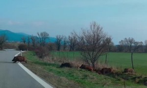 Pack of Wild Boars running across a road