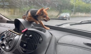 Dog Wants To Catch The Wipers