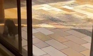 Pistachio The Flip-Flop Thief