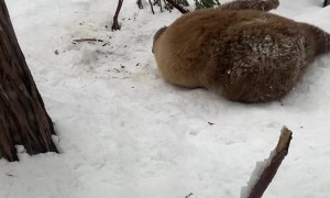 Bear Plays With Tree Branch in South Lake Tahoe