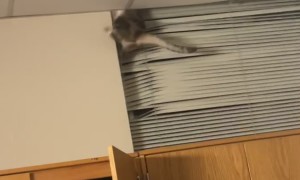 Patches Is An Embarrassment To The Family