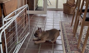 French Bulldog Puppy Goes Toe-to-Toe With Drying Rack