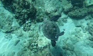 Hawaii Turtle Rescue