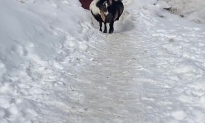 Pregnant Goat Looks Like She's Ready to Pop