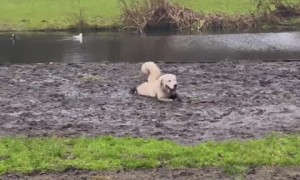 Golden Retriever enjoys messy adventures in the mud