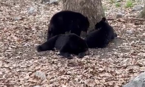 Bear Cubs Relax Under Tree