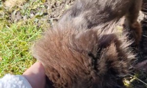 Persian Cat With Its Coat Sheared Off