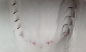 Up-Close Stingray at Aquarium